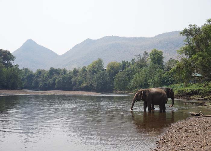 Thailand-elephant.jpg