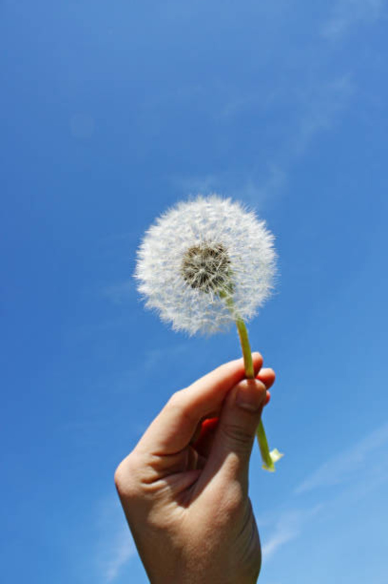 The flower from the Lord.jpg