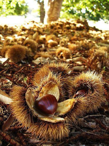 Tree visioon with fruit on ground.jpg