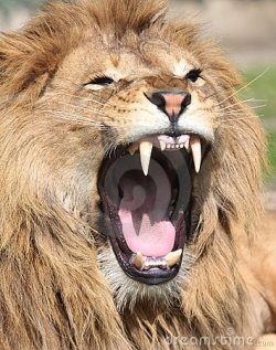lion-1-redthinking-info.jpg