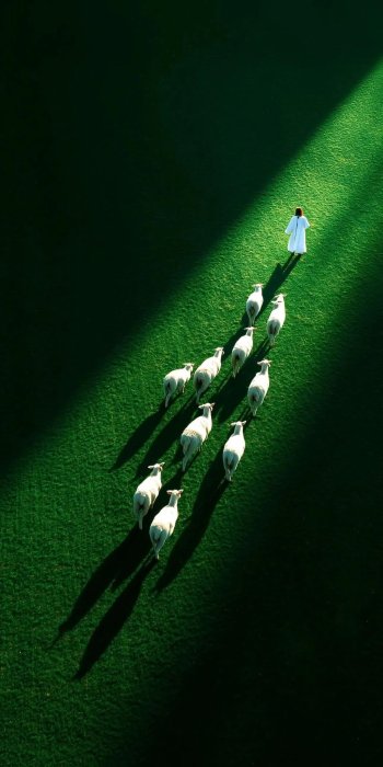 Vision Of Sheep