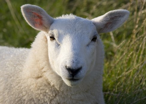 Sheep - 01.jpg