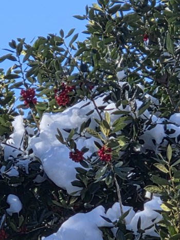 HOLLY BUSH.jpg