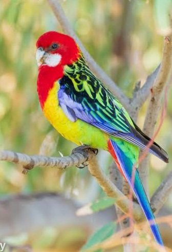 eastern rosella.jpeg eastern rosella.jpeg