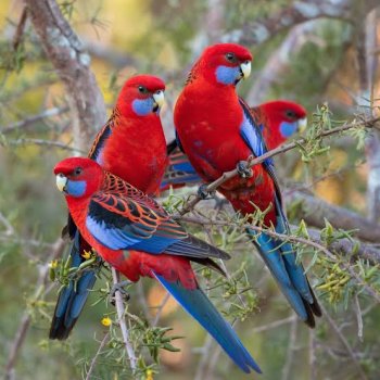 crimson rosellas.jpeg crimson rosellas.jpeg