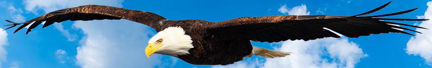 bald-eagle.png