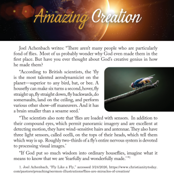 Amazing Creation_fly.png