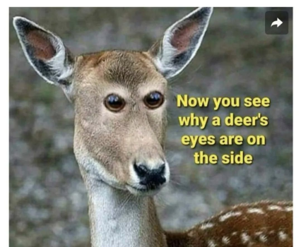 1779021269828.png