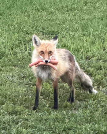 e9bcbd5b-ab1a-4300-9239-a383626eb36e-FOX_HOT_DOGS.png