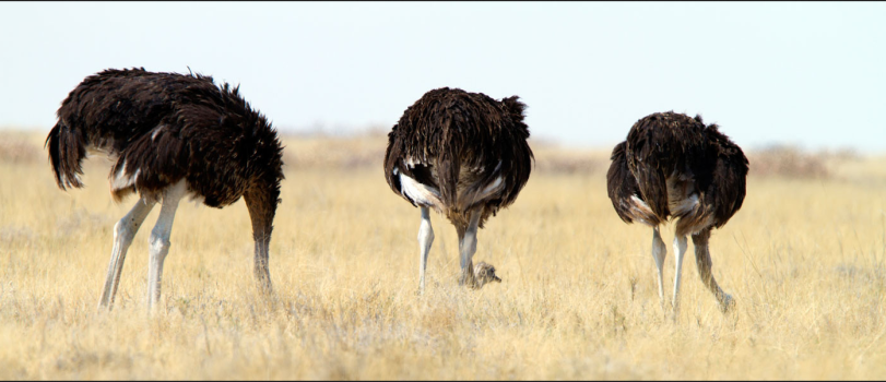 Ostrich with heads in sand.png Ostrich with heads in sand.png