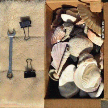 Box Of Shells.GIF