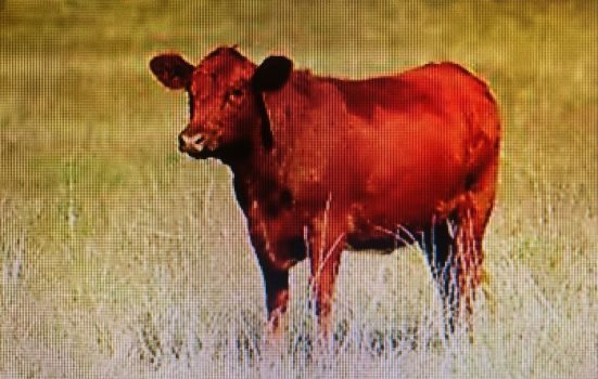 cow.jpg