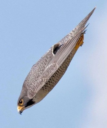peregrine-falcon.jpg