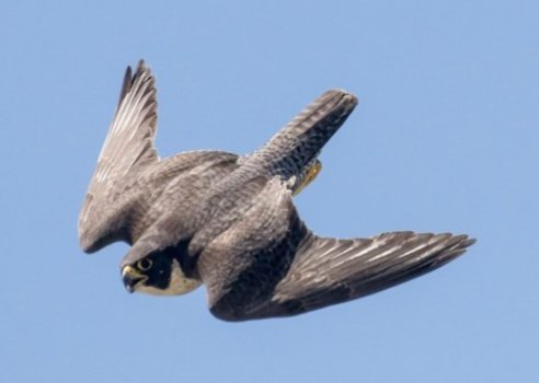 peregrine-falcon-dive1-1.jpg