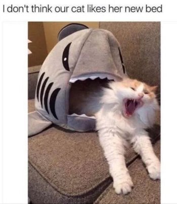 1786433351718.jpeg