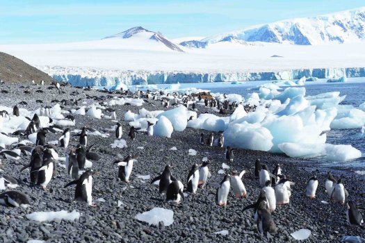 Should-we-travel-to-Antarctica-Juvenile-gentoo-penguins-swarm-Brown-Bluff-Antarctica.-Image-cr...jpg