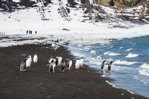 cf1dd3e3-9b21-4f77-a576-71dffae9b162-antarctic-peninsula_gentoo-penguins-on-deception-island.jpeg