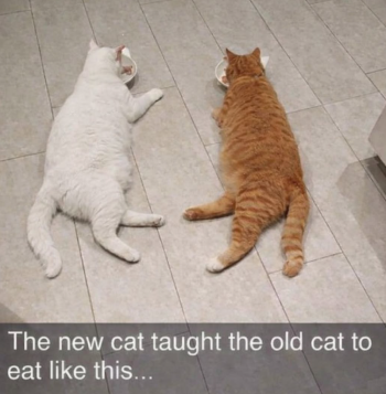 1787369484494.png