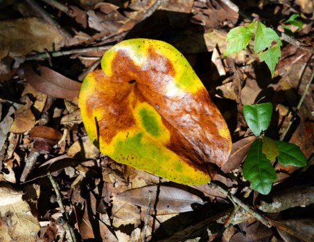 Leaf.jpg