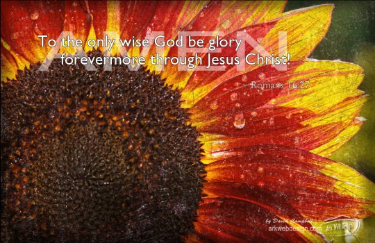 redsunflower.jpg