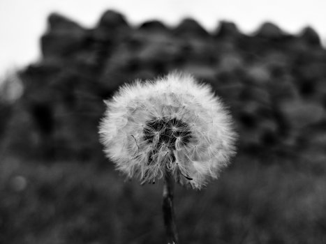 DSCF0302-rsz.jpg