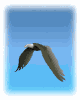 1793244230690.gif