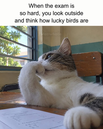 1793296367290.png