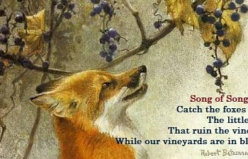 Catch the Little Foxes.jpg