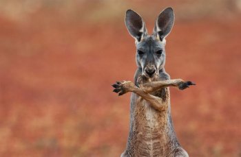 red-kangaroo-australia.jpg