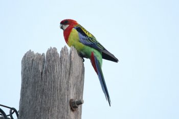 rosella.jpg