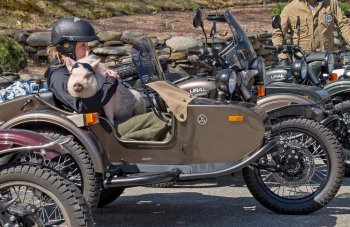 Ural-New-England-Spring-Rally-Pig.jpg