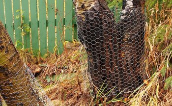 Protection against beavers..jpg