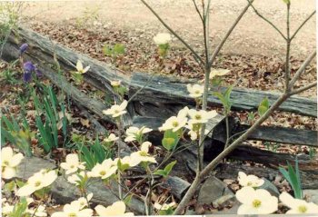 FenceDogwood2_RF_zpsjkhct7tx.jpg