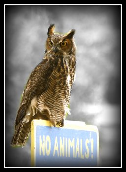Owls cannot read..jpg
