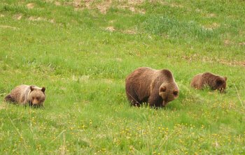 Canadian Rockies - Grizzly Bears.jpg