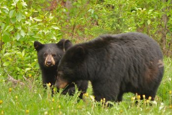 Canadian Rockies - Black Bears.jpg