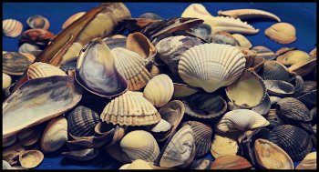 North Sea Shells.jpg