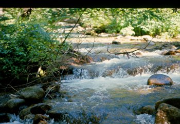 Another Idaho creek view.jpg