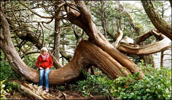 Rain Forest near Ucluelet, BC.jpg