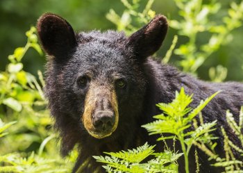 black-bear-1611349_960_720.jpg