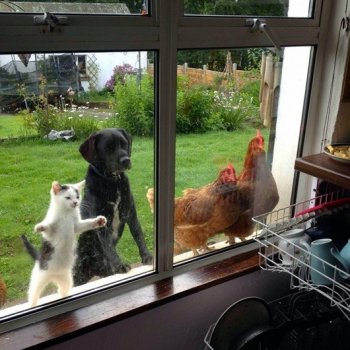 animals looking in to room.jpg