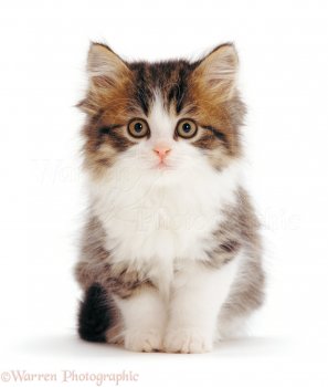 07292-Cute-kitten-white-background.jpg