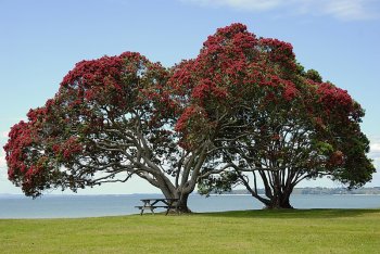 800px-PohutukawaCornwallis.jpg