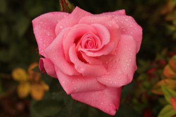 My rose.jpg