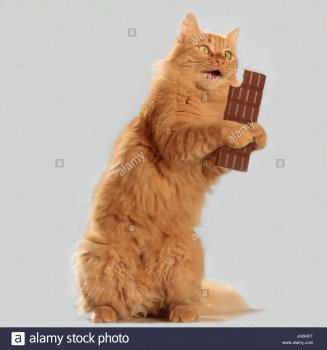 domestic-cat-red-tabby-ginger-sitting-on-the-hind-legs-and-holding-JH6HKT.jpg