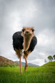 ostrich.jpg