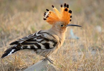 Israeli National Bird.jpg