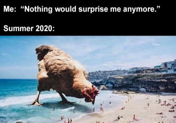 bird-nothing-would-surprise-anymore-summer-2020.jpeg