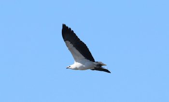 Sea Eagle2 Crop.jpg