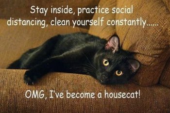 cat-stay-inside-practice-social-distancing-clean-yourself-constantly-omg-become-housecat.jpeg
